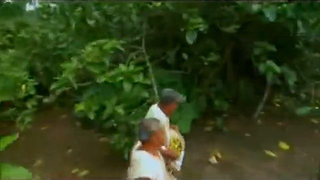 Нони. От дерева до бутылки. Часть 1