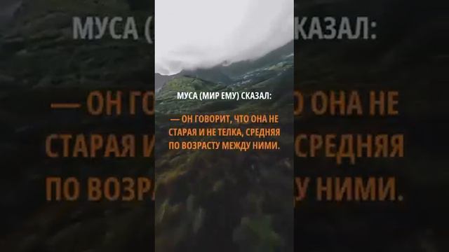 Почему сура "Бакара", самая длинная? #коран #ислам #намаз #палестина смотреть онлайн