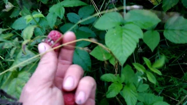 СБОР ЛЕСНОЙ МАЛИНЫ смотреть онлайн