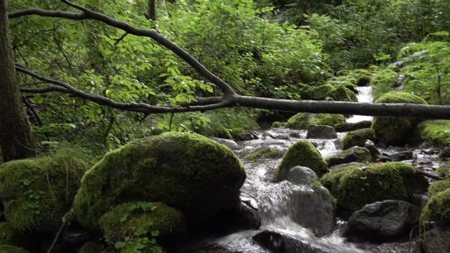 Лесной ручей 4K смотреть онлайн