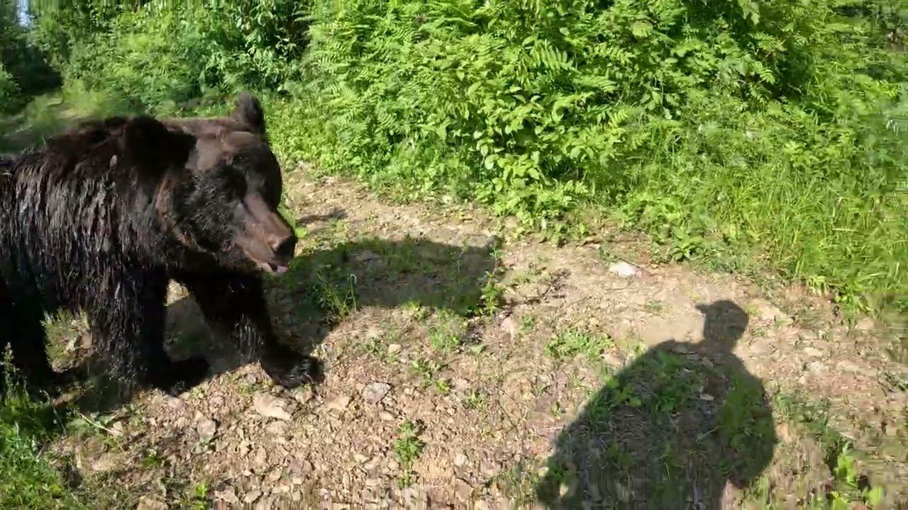 Медведица быстро охладилась. смотреть онлайн