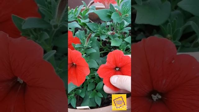 Новинка 2021 - петуния Изи Вэйв Е3 Рэд (Easy Wave E3 Red) смотреть онлайн