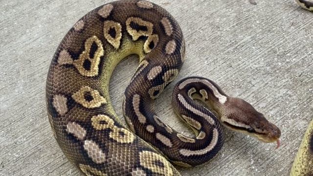 SUPER MANDARIN MIRACLE BALL PYTHON! Oct 27, 2020 смотреть онлайн