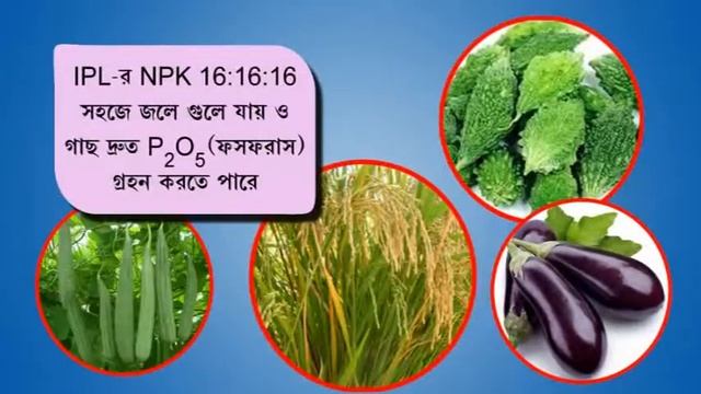 INDIAN POTASH LIMITED ( NPK 16:16:16 )
