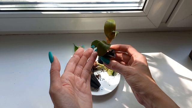 200. Цветы. Посылка с растениями из Омска. смотреть онлайн