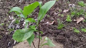 КАК РАЗМНОЖИТЬ МАГНОЛИЮ ЧЕРЕНКАМИ. РЕЗУЛЬТАТ.