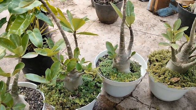Repotting dan Pemupukan Adenium Arabicum Godji dan RCN. Repotting and Fertilizing Adenium Arabicum. смотреть онлайн