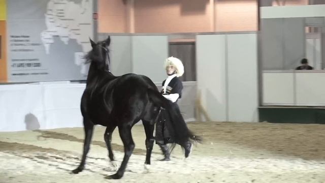 Карачаевский жеребец на выставке смотреть онлайн