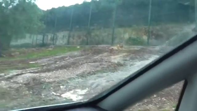 Умная горилла ; в мире животных ; полосатые !