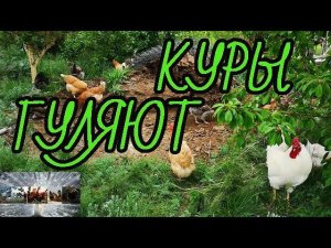 Куры гуляют, ах эти летние деньки