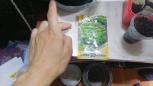 Эксперимент с рассадой салата. Что лучше: земля; кокос; минеральная вата?