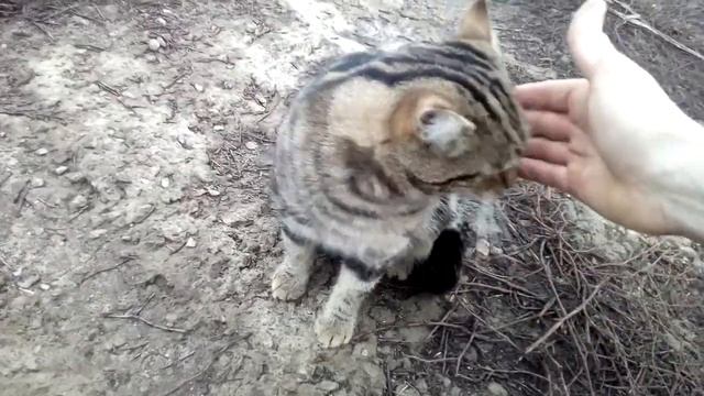 Кот урчит от удовольствия смотреть онлайн