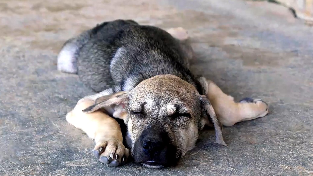 Чтобы понять бездомных животных, поспи хоть раз на улице зимой