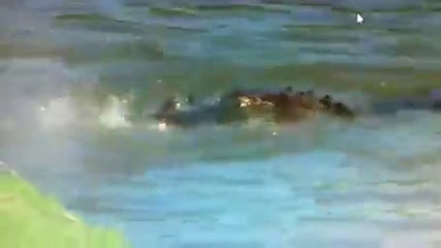 Alligator Vs. Snake/ Алигатор против змеи(интересное)