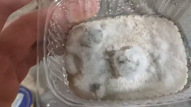 Триходерма Вериде. Trihoderma Viride. Часть 2 смотреть онлайн