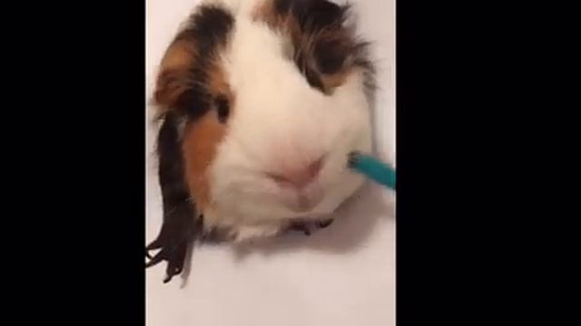 Как реалистично нарисовать морскую свинку)) смотреть онлайн