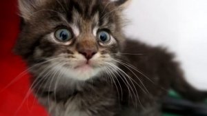 Малыш КОТЕНОК МЕЙН КУН ШИПИТ НА камеру НЕ СНИМАЙТЕ МЕНЯ!