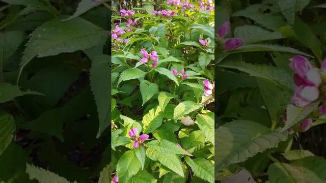 COLORFUL SEPTEMBER: Chelone Plant "Turtlehead" in His Best Look Yet! #flowers смотреть онлайн
