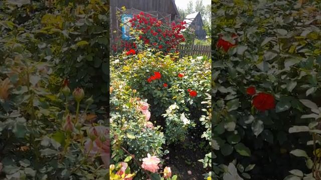 Дача день за днем. Розы на штамбе, плетистые и кустовые. Розовое великолепие по другую сторону забо смотреть онлайн