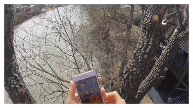 Вид с верхушки дерева, записаный на GoPro Hero 6
