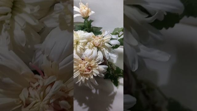 Корейская хризантема Венский вальс  #chrysanthemumflower #цветы #хризантема #мультифлора