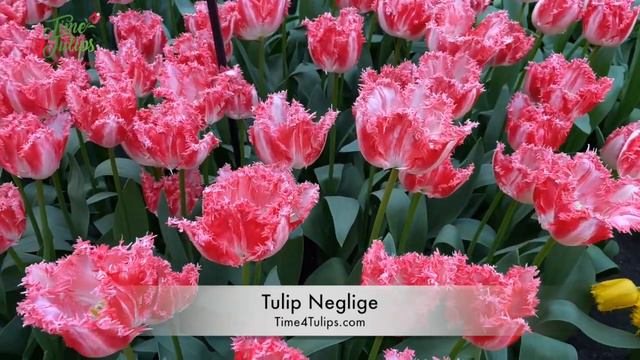 Tulip Neglige | Time4Tulips.com