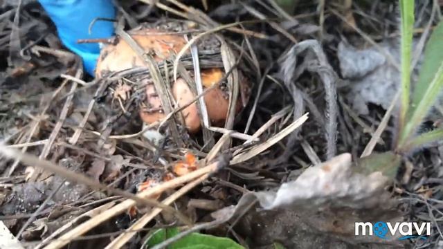 Пошли маслята! И первый подберёзовик! Грибной сезон 2020 г. смотреть онлайн