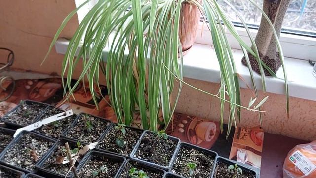 Гортензія черешкова Петиоларис смотреть онлайн