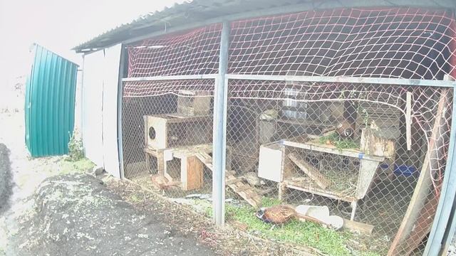 Жизнь в деревне. Питание птиц. Витамины для птиц. Домашней птице даю траву, морковь, дождевых черве смотреть онлайн