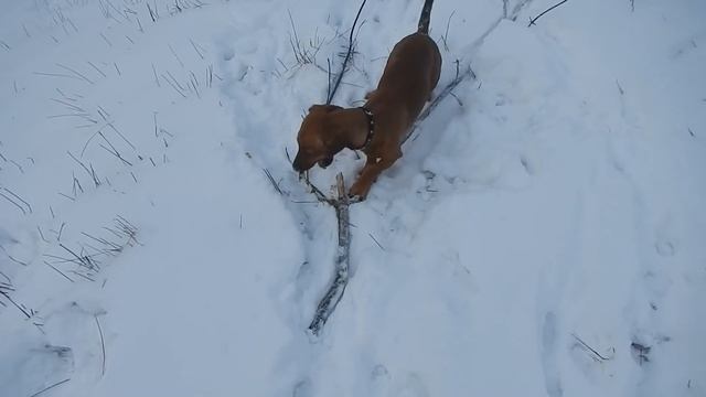 Такса лучшая собака. Привет,я Сима | Funny dachshund смотреть онлайн