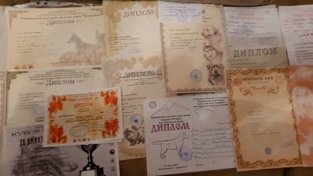 Лабрадор дрессировка и воспитание. смотреть онлайн