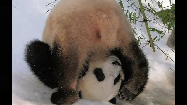 Панды пандочки