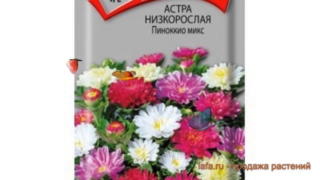 Астра низкорослая Пиноккио микс (pinokkio-miks) ? обзор: как сажать, семена астры Пиноккио микс