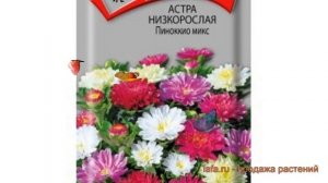 Астра низкорослая Пиноккио микс (pinokkio-miks) ? обзор: как сажать, семена астры Пиноккио микс