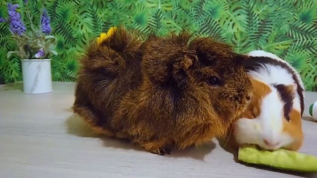 Морские свинки БУЗЯ и КУЗЯ вызывают ПИКОВУЮ ДАМУ