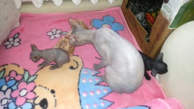 Котята Сфинкс смотреть онлайн
