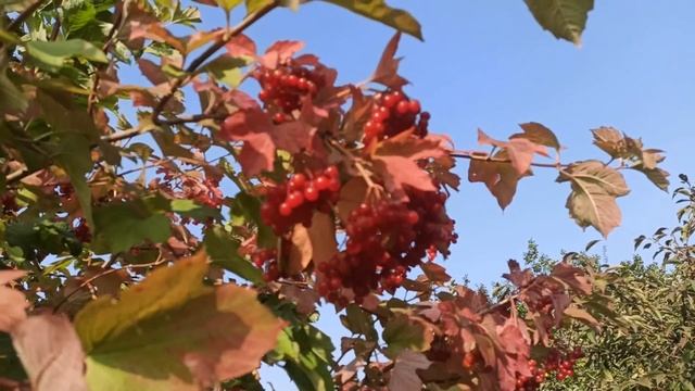 22 октября праздник ДЕНЬ СВЯТОГО ИАКОВА. ЧТО НУЖНО ОБЯЗАТЕЛЬНО СДЕЛАТЬ. народные приметы и поверья смотреть онлайн