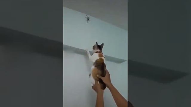 -=Специально для тех глупцов, которые считают котов бесполезными животными=- смотреть онлайн