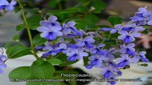 Клеродендрум угандийский — уход в домашних условиях