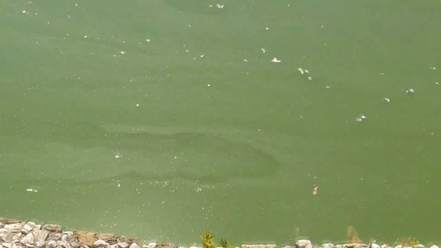 Города Сербии: Смедерево. Туризм в Сербии смотреть онлайн