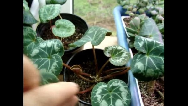 Цикламен. (Cyclamen) Искусственное освещение для цикламенов.