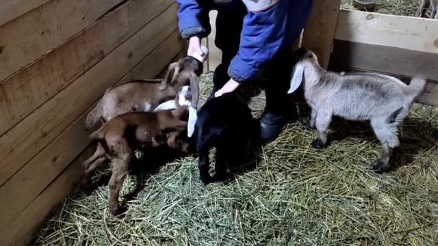 Наконец-то едем в гости! Пеку торт "Зимняя корзина". Городские построили ферму! Жизнь на хуторе. смотреть онлайн