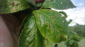 СРОЧНО ПРИМИТЕ МЕРЫ!! Сделайте ТАК, если обнаружили этот СИМПТОМ!