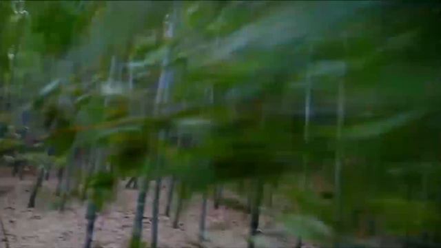 八大劍法高手瞧不起功夫小子，下秒全部倒地 💋 中国电视剧 смотреть онлайн