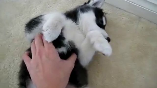 Маленький хаски (little husky) смотреть онлайн