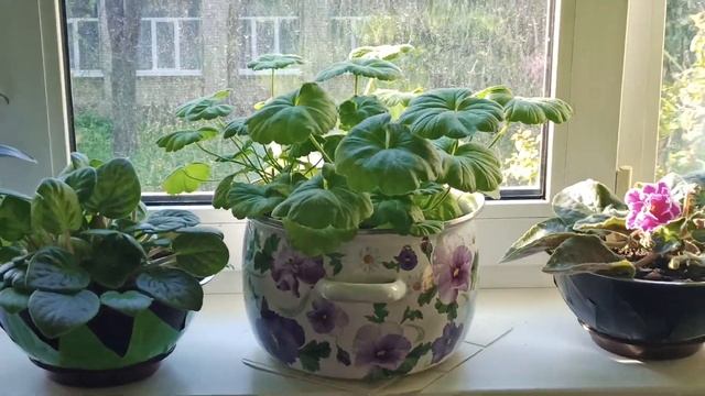 Комнатные цветы куда сажать в Кастрюлю или Горшки смотреть онлайн