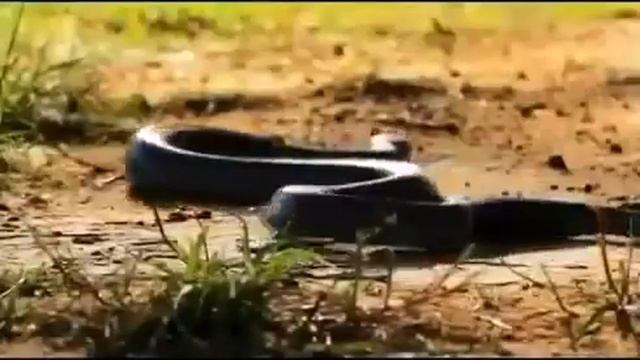 Плюющаяся кобра плюет в бабуинов смотреть онлайн