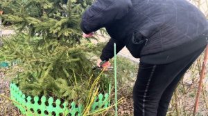 Почвопокровные розы . Почему и как обрезаю ?