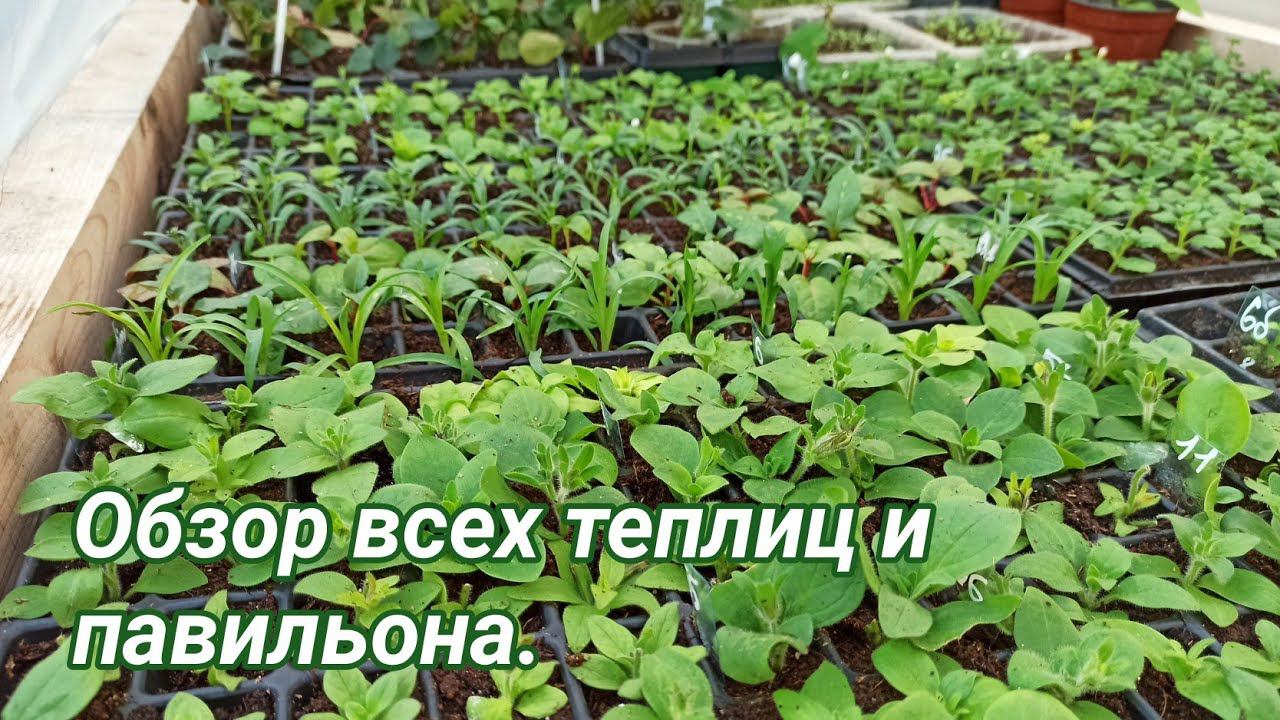 Большой обзор! смотреть онлайн