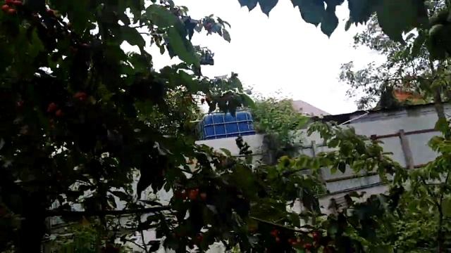 Не про Виноград, Черешня в Подмосковье? смотреть онлайн